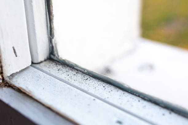 Best Dehumidification Services  in Hopkinsville, KY