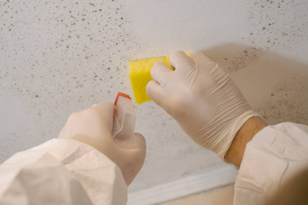 Best Industrial Mold Remediation  in Hopkinsville, KY