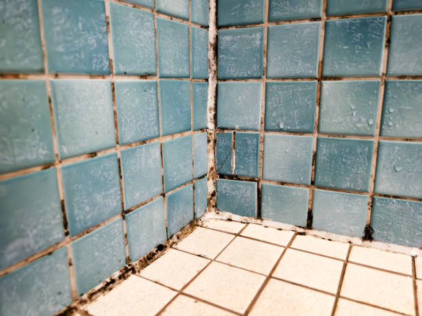 Forensic Mold Investigation in Hopkinsville, KY